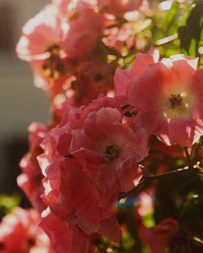 Pink flowers in the gardens at Western House Hotel at sunset.