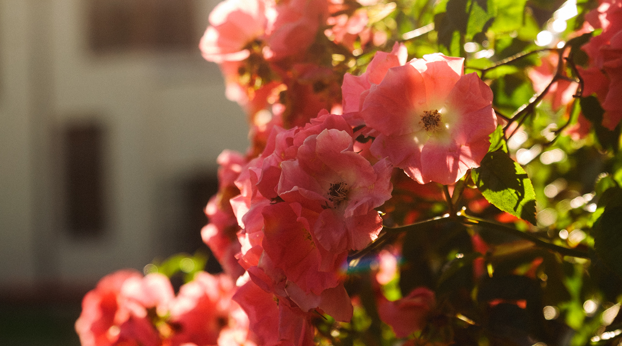 Flowers in the gardens at sunset at Western House Hotel, Ayrshire wedding venue